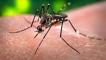 zanzara-portatrice-di-dengue