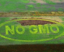 OGM: ITALIA E 11 PAESI CHIEDONO RETROMARCIA COMMISSIONE UE