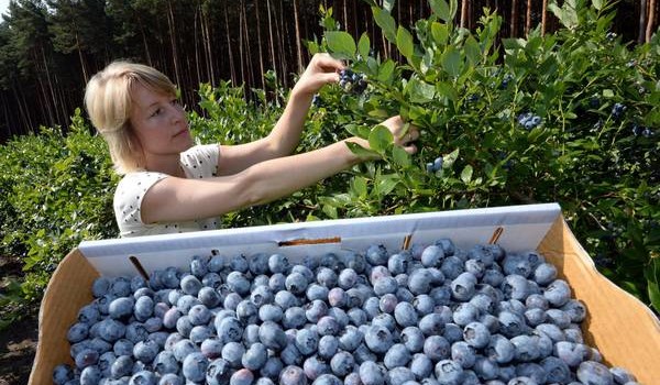 epa03790625 Claudia Ehrlich harvest blueberries in a field near Klaistow, Germany, 17 July 2013. Last year, 288 tons of blueberries were harvested in Brandenburg.  EPA/RALF HIRSCHBERGER